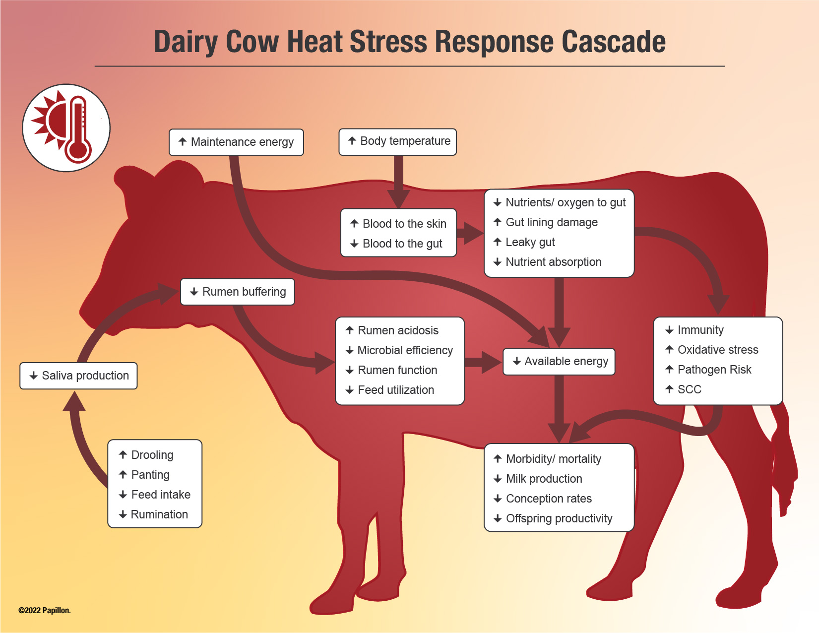 Heat Stress: Handling Cattle Through High Heat Humidity Indexes