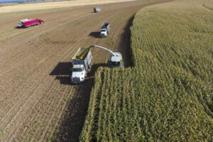 harvesting silage