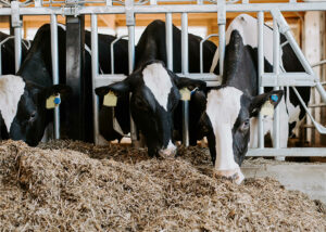 dairy cows eatting