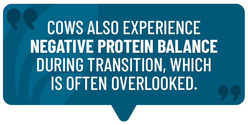 Quote - Cows also experience negative protein balance during transition which is often overlooked